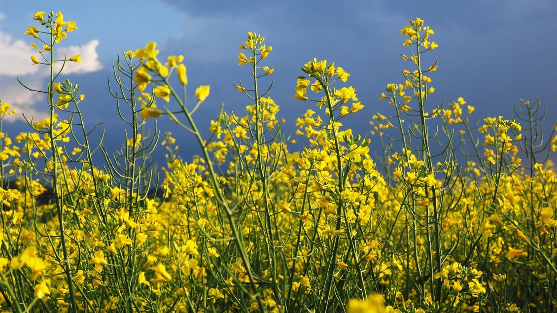 Ein Feld voller leuchtend gelber Rapsblüten unter einem dramatischen Himmel. Die Pflanzen stehen hoch und bilden eine farbenfrohe Landschaft. | © Familie Reiter-Hass