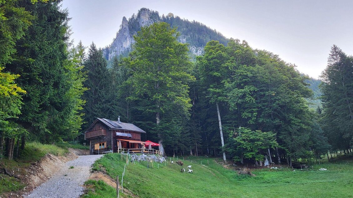 Die urige Jausenhütte Bärnmoos in Bad Aussee liegt umgeben von hohen Bäumen auf der Anhöhe einer idyllischen Wiese mit Ziegen, im Hintergrund ist der Tressenstein im Ausseerland Salzkammergut zu sehen.  | © TVB Ausseerland Salzkammergut/Petra Kirchschlager