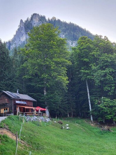 Die urige Jausenhütte Bärnmoos in Bad Aussee liegt umgeben von hohen Bäumen auf der Anhöhe einer idyllischen Wiese mit Ziegen, im Hintergrund ist der Tressenstein im Ausseerland Salzkammergut zu sehen.  | © TVB Ausseerland Salzkammergut/Petra Kirchschlager