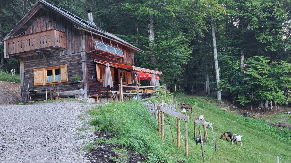 Die urige Jausenhütte Bärnmoos zwischen Bad Aussee und Altaussee lädt zum Jausnen ein, und liegt an einer Anhöhung einer Wiese mit einigen Ziegen.  | © TVB Ausseerland Salzkammergut/Petra Kirchschlager