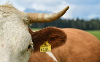 Naturschätze Kuh | © TVB Ausseerland - Salzkammergut_Jacqueline Korber