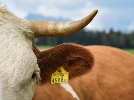 Natural resources cow | TVB Ausseerland Salzkammergut_Jacqueline Korber
