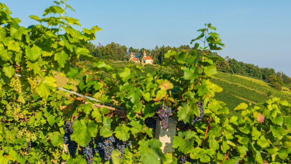 Käfer Südhang Winery_Outlook_Eastern Styria | © Käfer Südhang Weingut