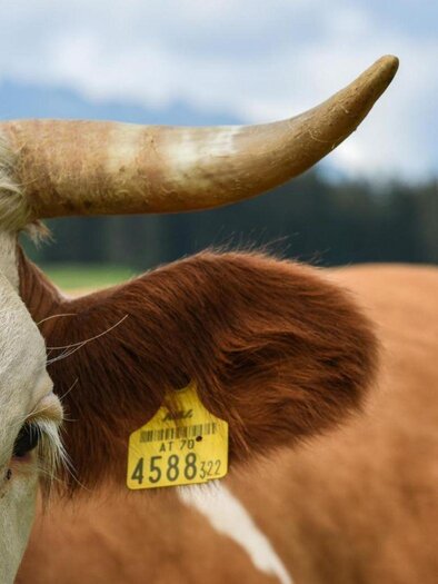 Naturschätze Kuh | © TVB Ausseerland Salzkammergut_Jacqueline Korber