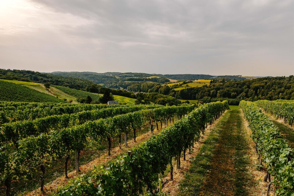 Buschenschank - Winery - Bed and breakfast Kleinschuster - Impression #1 | © Weingut Kleinschuster