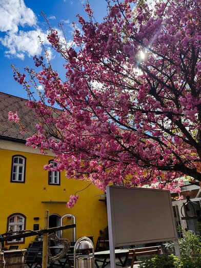 Kniely Haus Leutschach | Kniely Haus Leutschach | © Kniely Haus Leutschach