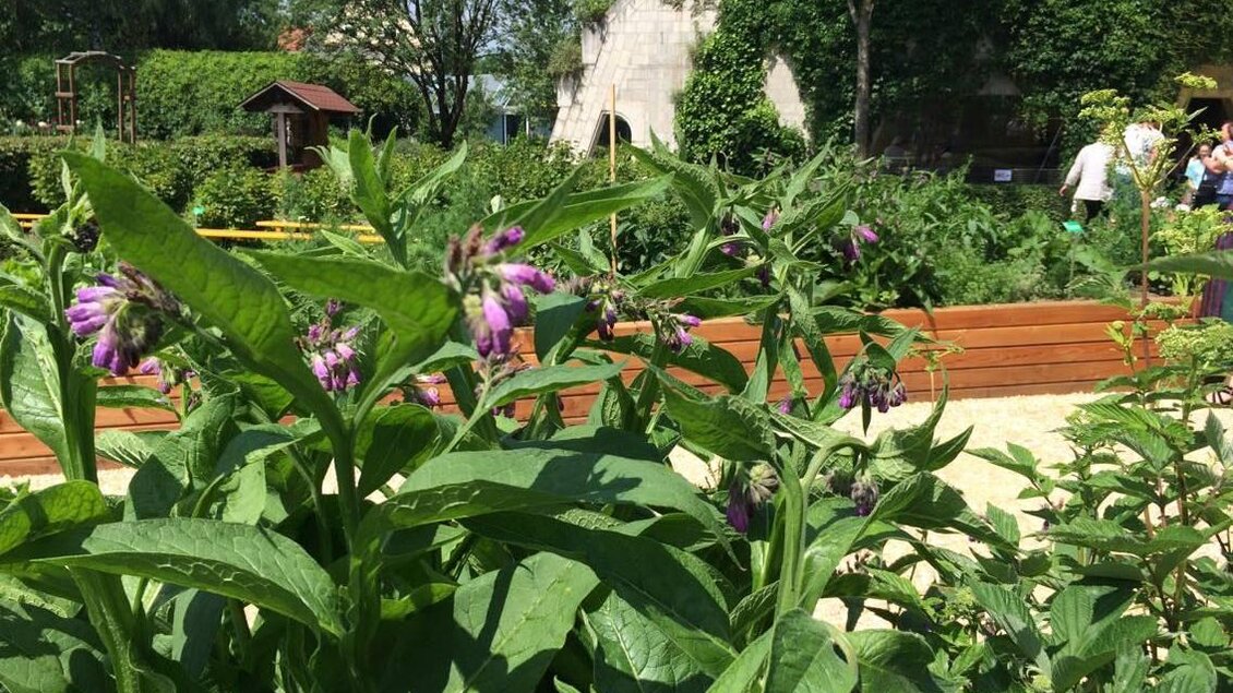 Ein Garten mit grünen Pflanzen und lila Blüten. Im Hintergrund sind Holzbeete und einige Personen zu sehen. | © Anita Fössll