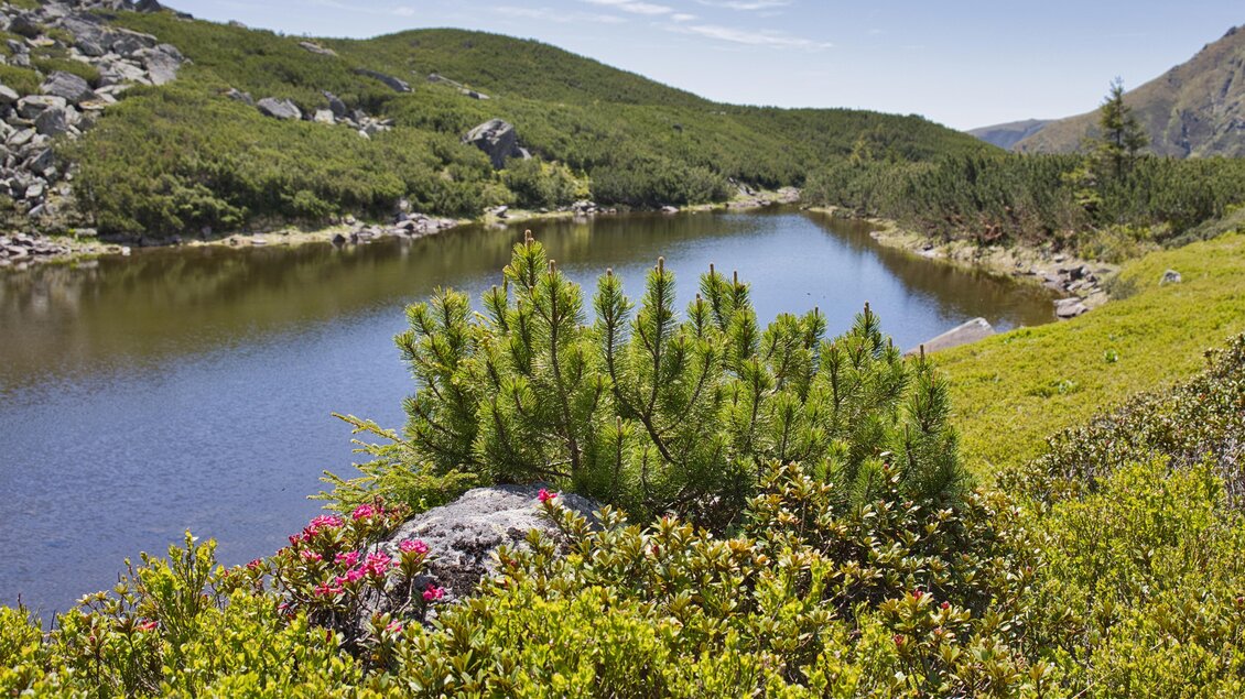 Eine ruhige Landschaft mit einem klaren See, umgeben von grünen Hügeln. Im Vordergrund wachsen kleine Pflanzen und Blumen. | © Weges OG