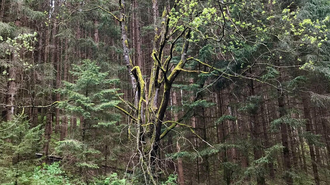 Natur pur auf dem Weg zum Kulm | © Sabine Schulz