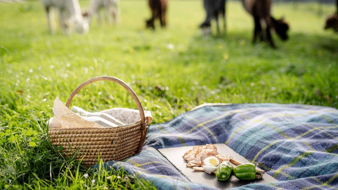 Picknick auf Wiese am Schusterbauernhof in Geisttal-Södingberg mit regionaler Jause, im Hintergrund Alpakas auf der Weide.  | © Die Abbilderei