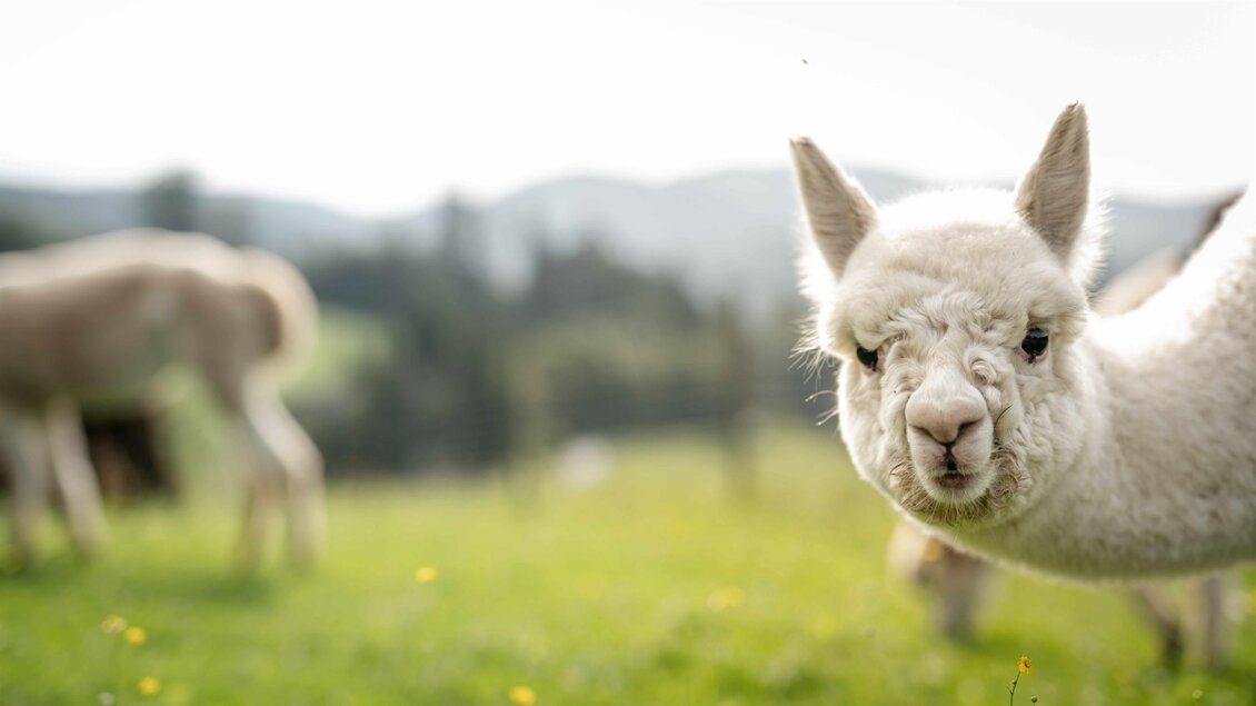 Weißes Alpaka schaut direkt in die Kamera, im Hintergrund weitere Tiere auf der Weide am Bio Schusterbauernhof in Geisttal-Södingberg. | © Die Abbilderei