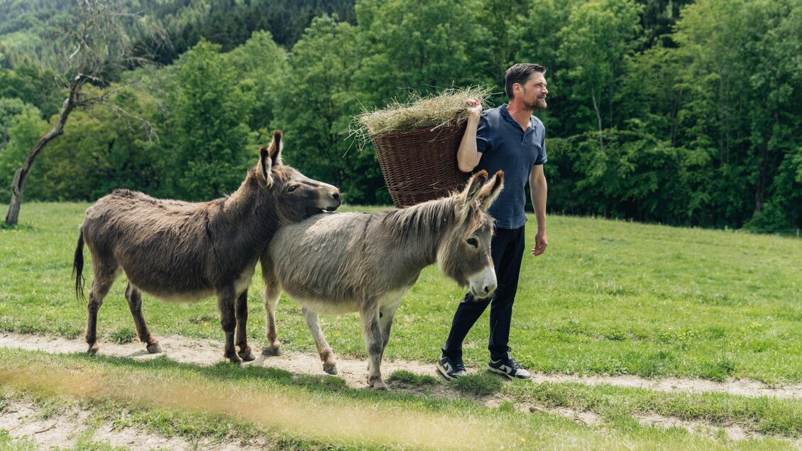 Zwei Esel stehen mit einer Person auf einer Wiese am La Paca Hof. | © Bernd Grosseck