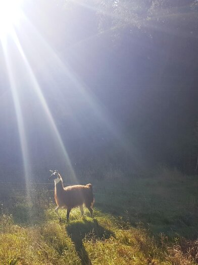 Lama im Sonnenlicht auf der Alm | © Gigleitner | © Gigleitner