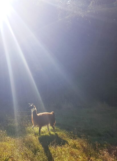 Lama im Sonnenlicht auf der Alm | © Gigleitner