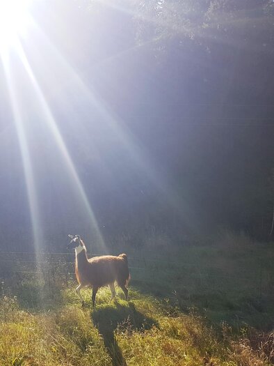 Lama steht im Gegenlicht der Sonne auf einer Almwiese in Hirschegg-Pack in der Steiermark. | © Gigleitner