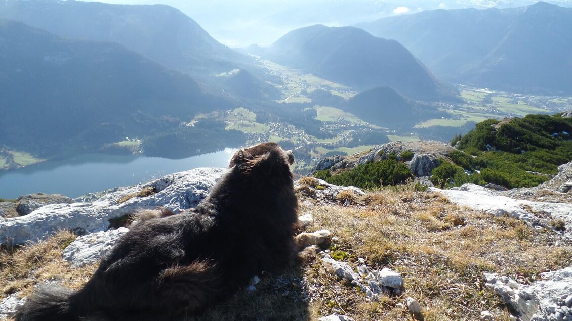 Hund, Grundlsee | © Gerhard Weissenbacher