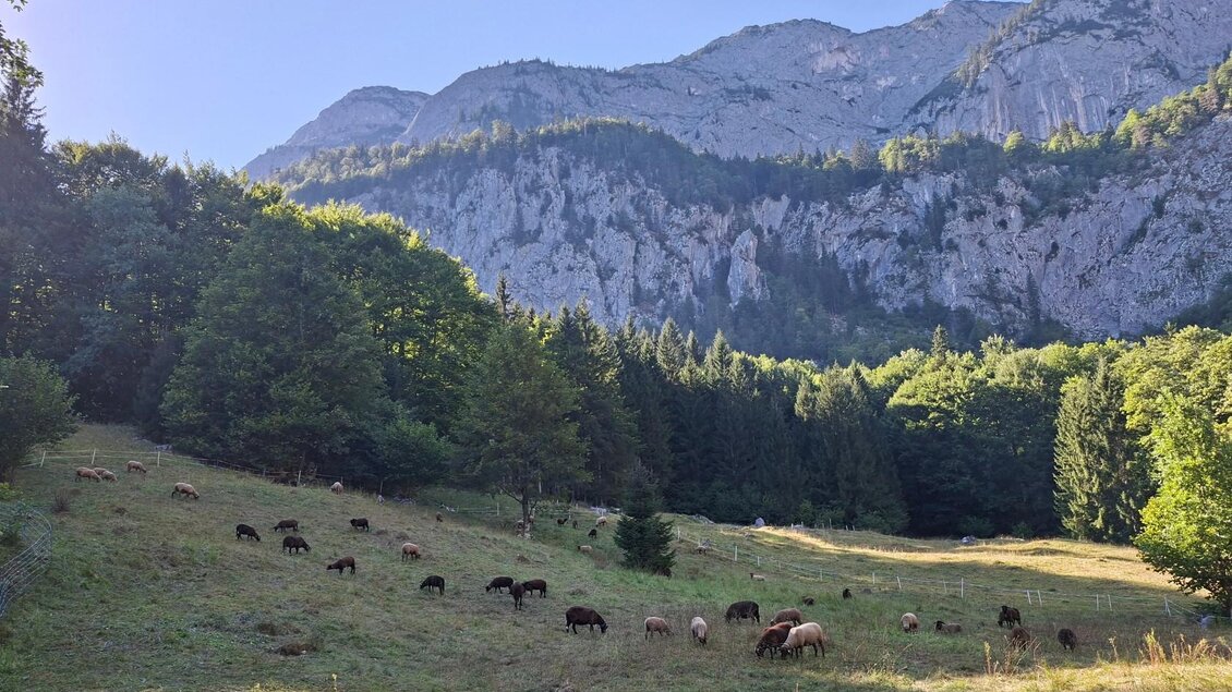 Schafherde, Grundlsee | © Gerhard Weissenbacher