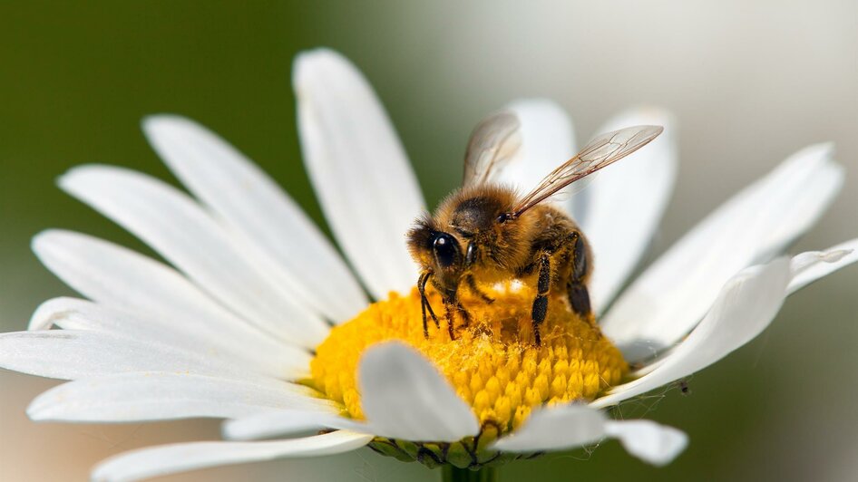 Bienen- und Hummelschaupfad_Biene I_Oststeiermark | © Daniel Prudek