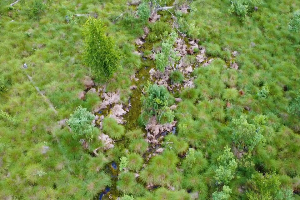 Lichtenwalder Moor - Impression #1 | © TVB Bad Waltersdorf