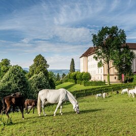Several white Lipizzaner horses in a paddock at the Piber stud farm in Styria with a stable building in the background. | © Lipizzanerheimat-Die Abbilderei