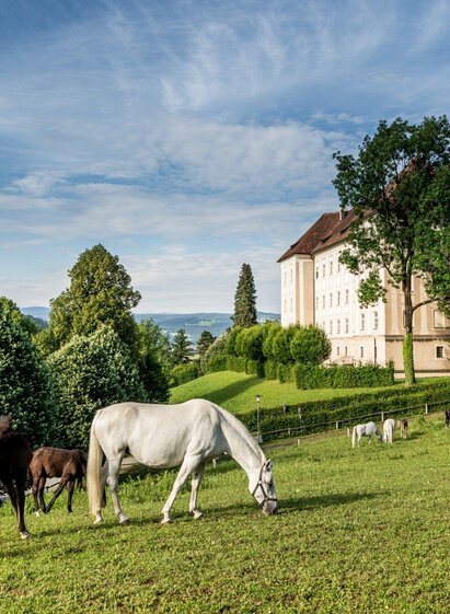 Lipizzaner im Gestüt Piber | © Lipizzanerheimat-Die Abbilderei