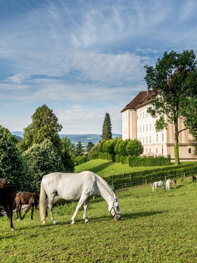 Mehrere weiße Lipizzaner-Pferde auf einer Koppel im Gestüt Piber in der Steiermark mit Stallgebäude im Hintergrund.  | © Lipizzanerheimat-Die Abbilderei