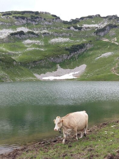 Augstsee, Altaussee, Rind | © Petra Kirchschlager