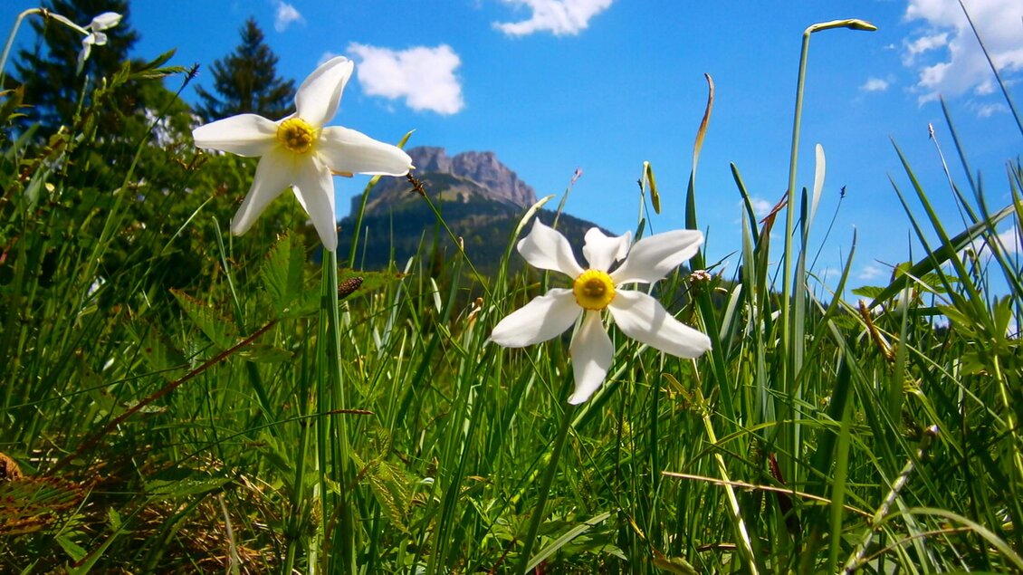 Zwei weiße Blumen wachsen im grünen Gras mit Bergen im Hintergrund. Der Himmel ist blau und hat einige Wolken. | © Loser Bergbahnen/M. Raich