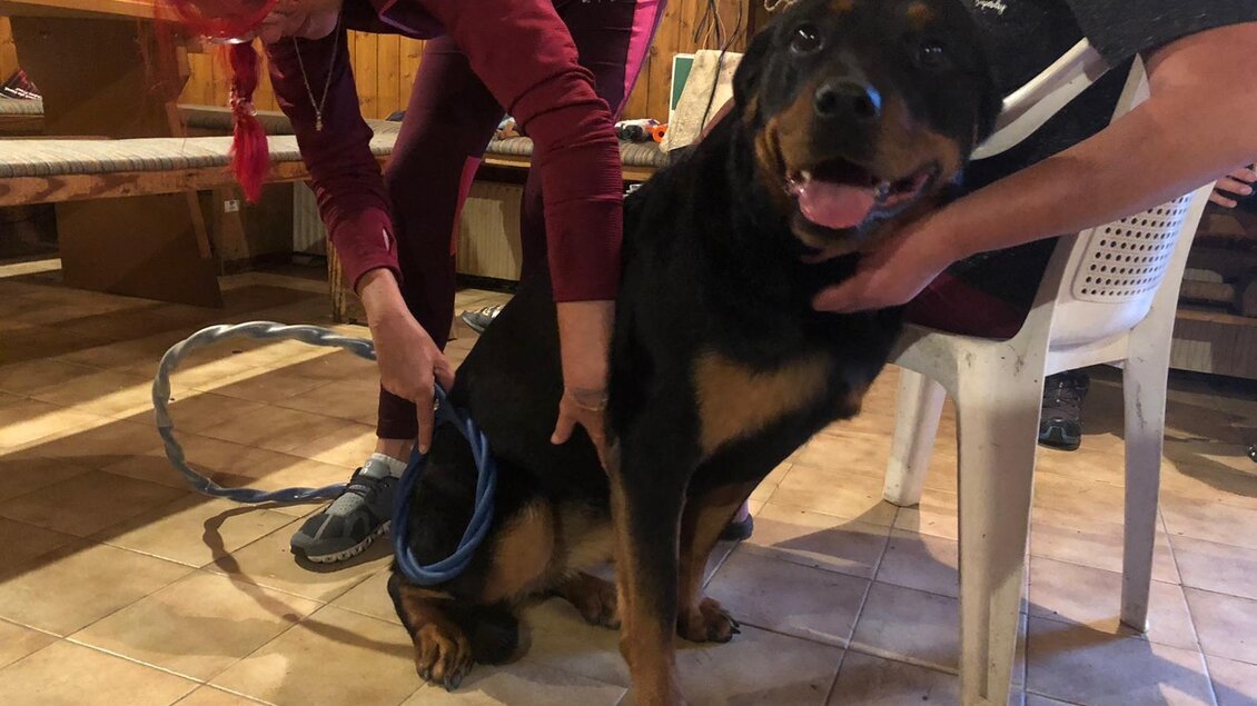 Omnitron-Pro Anwendung beim Hund | © Maria Ulrich