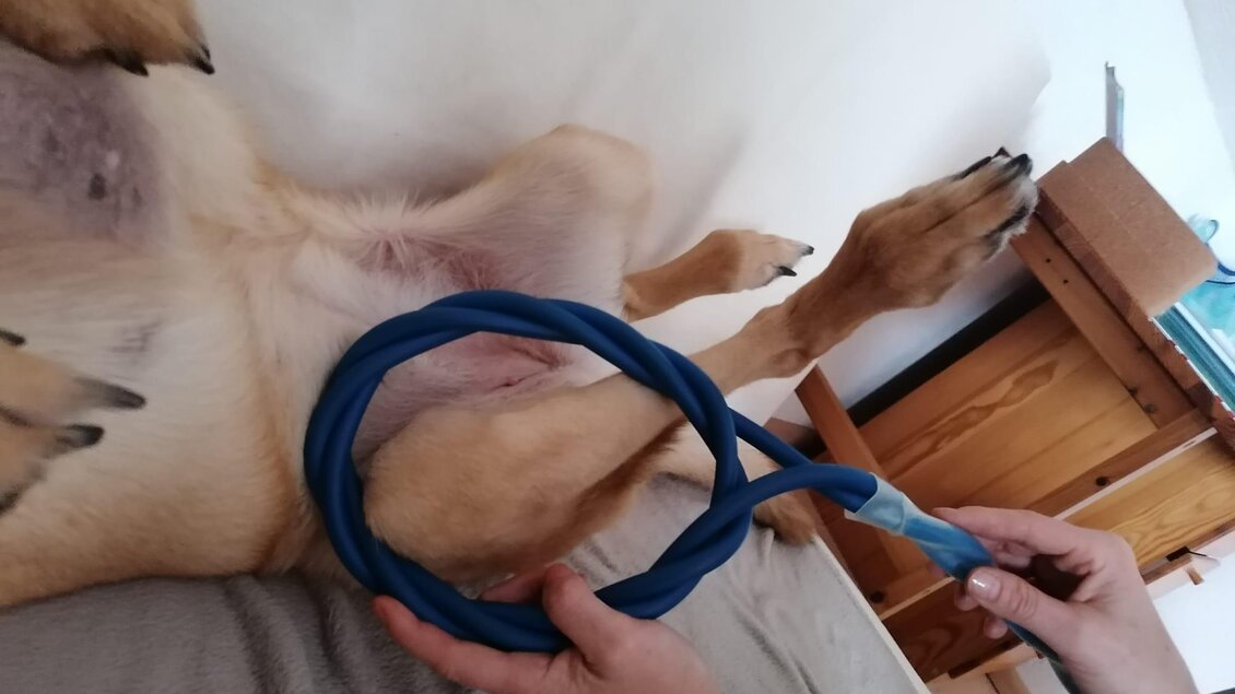 Omnitron-Pro Anwendung mit Hund | © Maria Ulrich