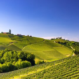 Weinberge | © TV Gamlitz / Harry Schiffer
