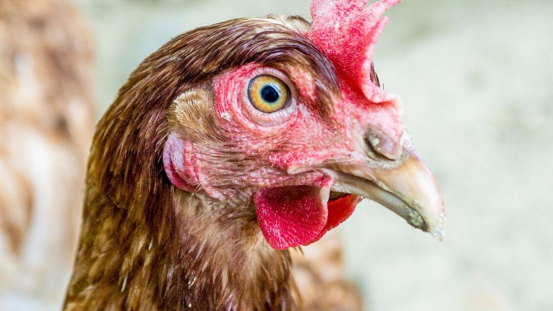 Ein Huhn mit braunem Gefieder und leuchtend blauen Augen. Es hat einen auffälligen Kamm und schaut aufmerksam in die Kamera. | ©  Martin´s das schmeckt