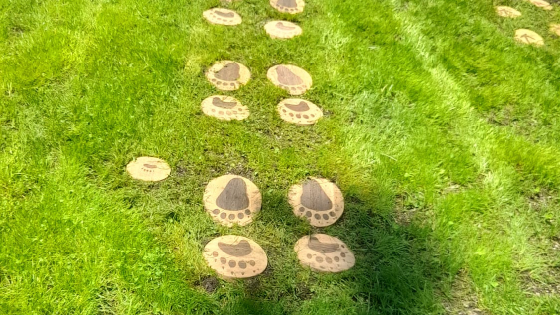 <p>In der grünen Wiese beim Naturspielplatz am Ödensee sind Fußabdrücke von Bären aus Holz zu sehen. Die Abdrücke sind in Reihen angeordnet und verleihen der Umgebung einen spielerischen Eindruck.</p> | © Isabell Schachner