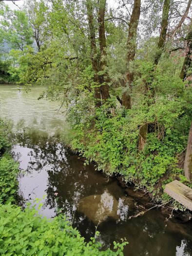 Ein ruhiger Fluss mit umgebenden Bäumen und üppigem Grün. Die Szenerie strahlt eine friedliche Naturlandschaft aus. | © Landesentwicklung Steiermark