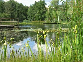 Natural swimming pond Gruber_Pond with jetty_Eastern Styria | © Naturbadeteich Gruber