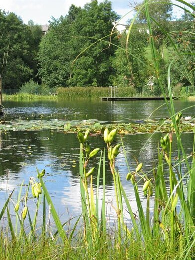 NaturbadeteichGruber_Teich mit Steg_Oststeiermark | Hermann Auerbäck | © Naturbadeteich Gruber