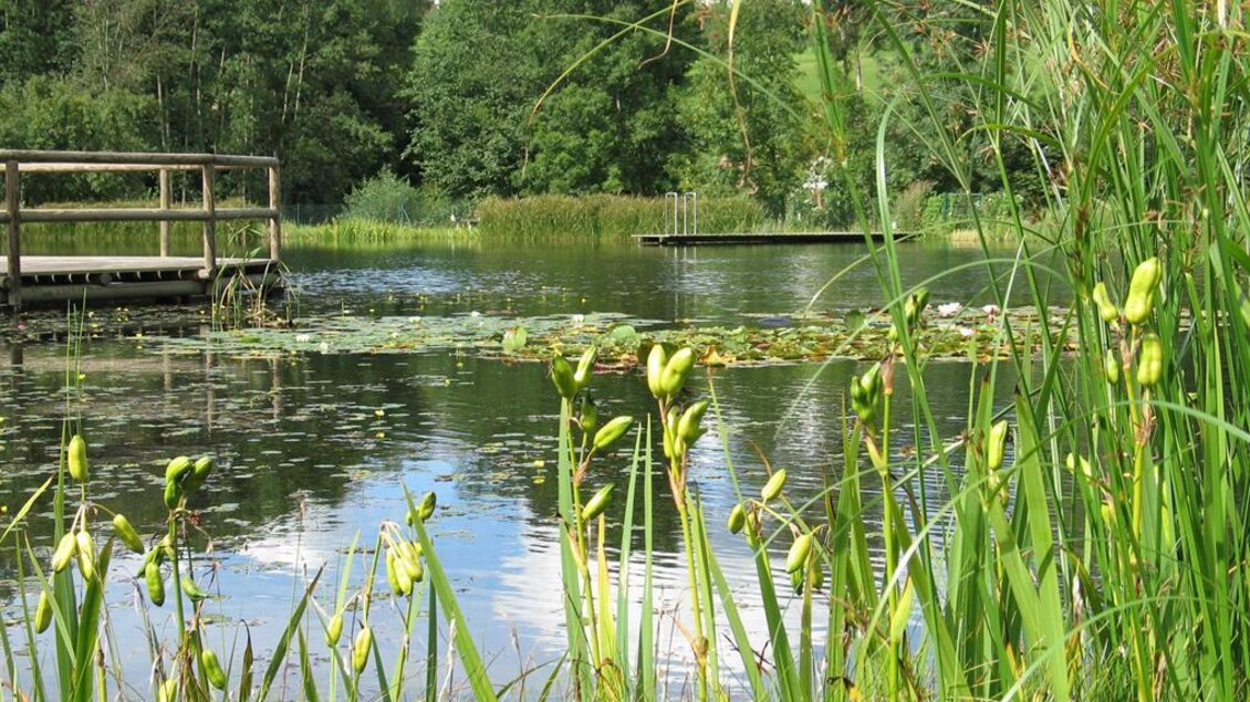 Ein ruhiger Teich mit grünen Pflanzen und Seerosen. Im Hintergrund ist eine hölzerne Plattform und viel üppiges Grün zu sehen. | © Naturbadeteich Gruber