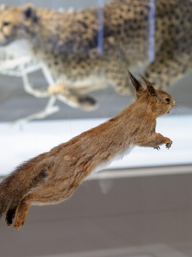 Präpariertes Eichhörnchen im Naturkundemuseum Graz | © UMJ-N. Lackner