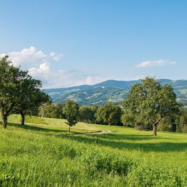 Eine weite Wiese mit grünen Bäumen und sanften Hügeln im Hintergrund. Der Himmel ist blau mit einigen Wolken. | © NuP Pöllauer Tal