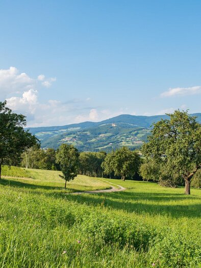 Eine weite Wiese mit grünen Bäumen und sanften Hügeln im Hintergrund. Der Himmel ist blau mit einigen Wolken. | © NuP Pöllauer Tal