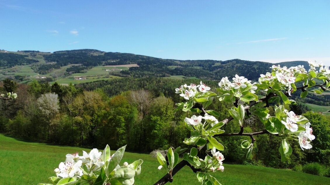 Eine malerische Landschaft mit blühenden Äpfelbäumen und sanften Hügeln. Der Himmel ist klar und blau, umgeben von saftigem grünen Gras. | © Oststeiermark