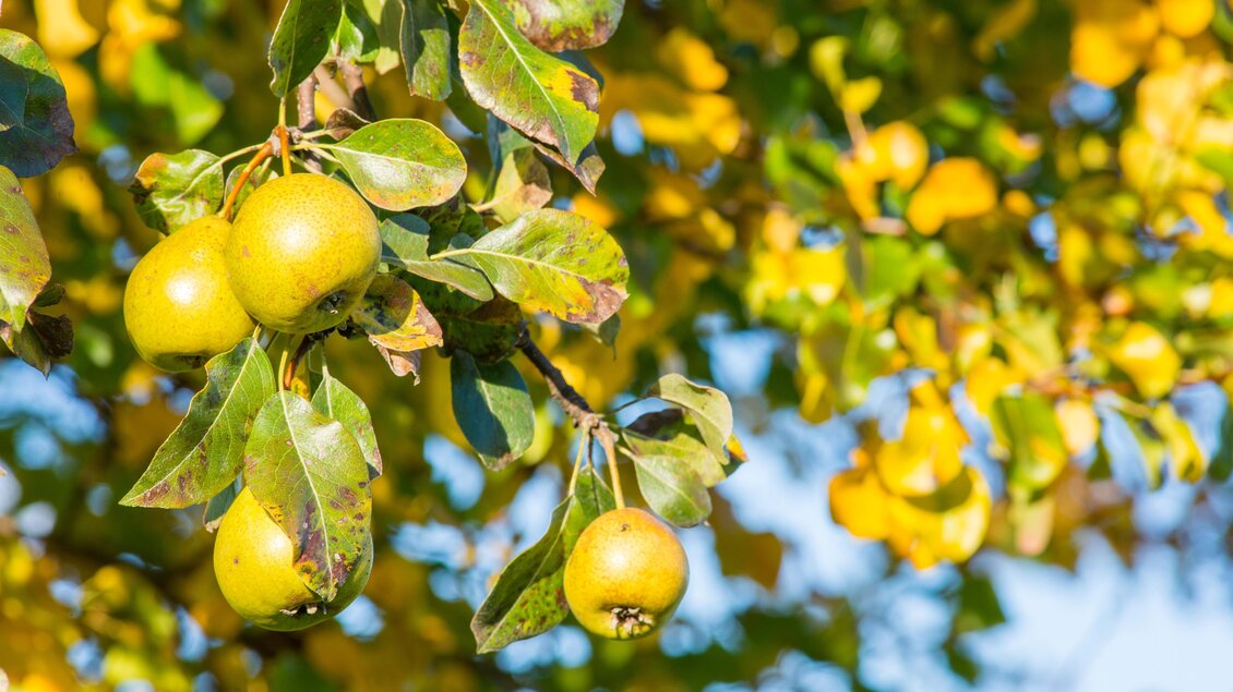 Ein Apfelbaum mit reifen, grünen Äpfeln und buntem Herbstlaub. Die Sonnenstrahlen scheinen durch die Blätter. | © Helmut Schweighofer