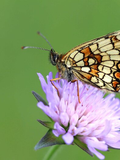 Ein schöner Schmetterling sitzt auf einer lila Blüte. Er hat ein auffälliges Muster und eine zarte Struktur. | © Lorenz Gunczy