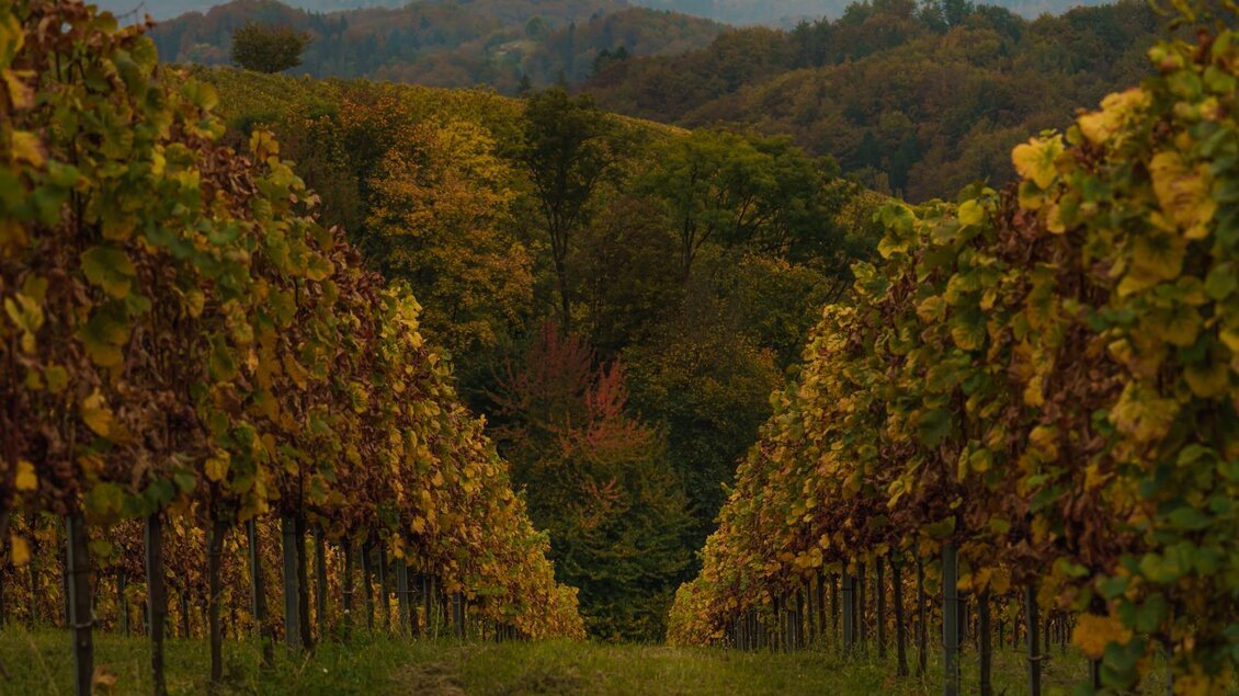 Ein schöner Weinanbau mit Reihen von Reben. Die Blätter zeigen herbstliche Farben und der Hintergrund besteht aus sanften Hügeln. | © RM SW GmbH | tinefotocom