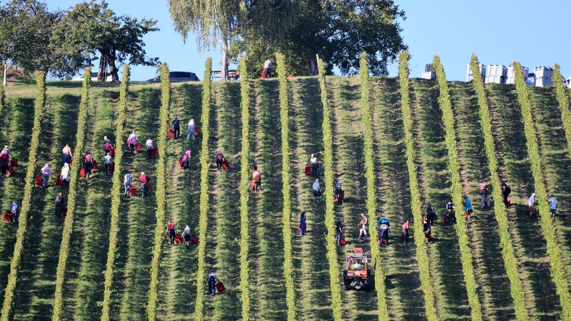 Eine Gruppe von Menschen erntet in einem Weinberg. Die Reihen der Weinstöcke sind klar sichtbar und der Himmel ist blau. | © Otto Knaus
