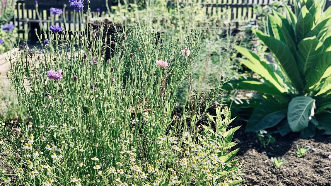 Ein bunter Garten mit verschiedenen Blumen und grünen Pflanzen. Im Hintergrund ist ein Holzzaun zu sehen. | © Lisi Maier
