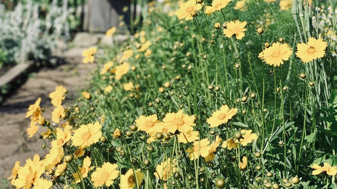 Ein blühender Garten mit leuchtend gelben Blumen. Im Hintergrund steht ein hölzernes Gartenhaus und ein Schmetterling sitzt auf einer Blüte. | © Lisi Maier