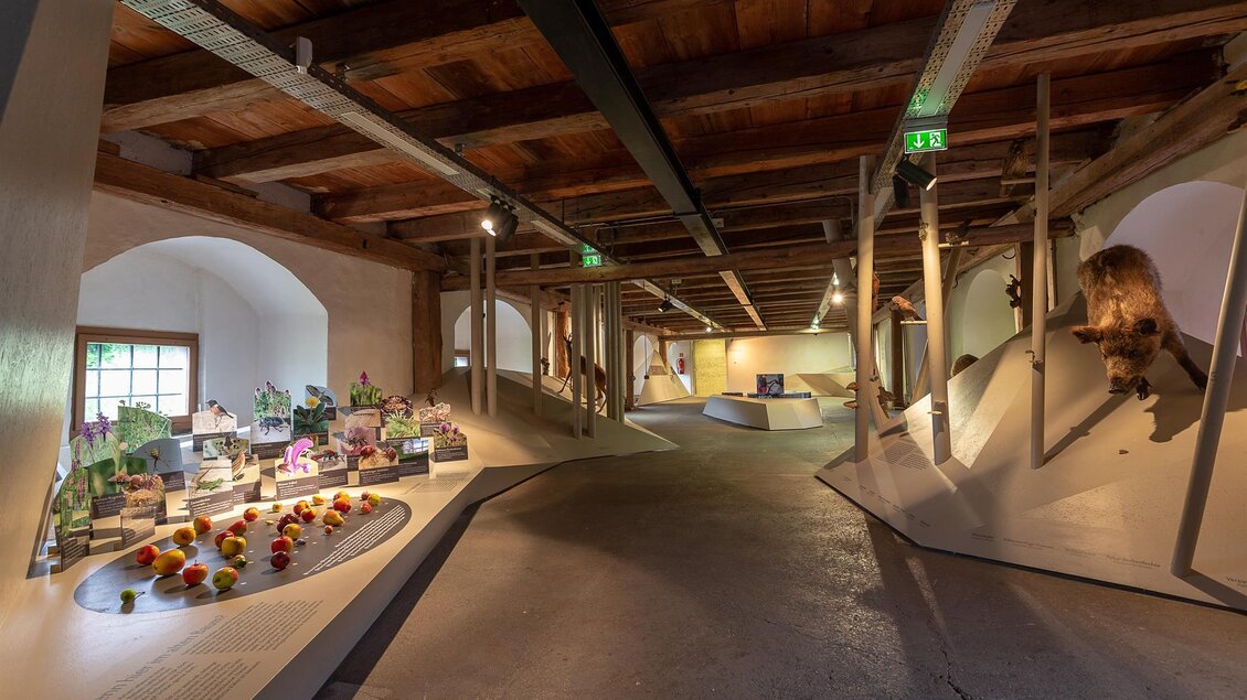 Ein modernes Ausstellungsraum mit geschwungenen Wänden. Ausstellungsstücke wie Blumenarrangements und Tiere sind sichtbar. | © Roland Marx - Naturparkzentrum Grottenhof