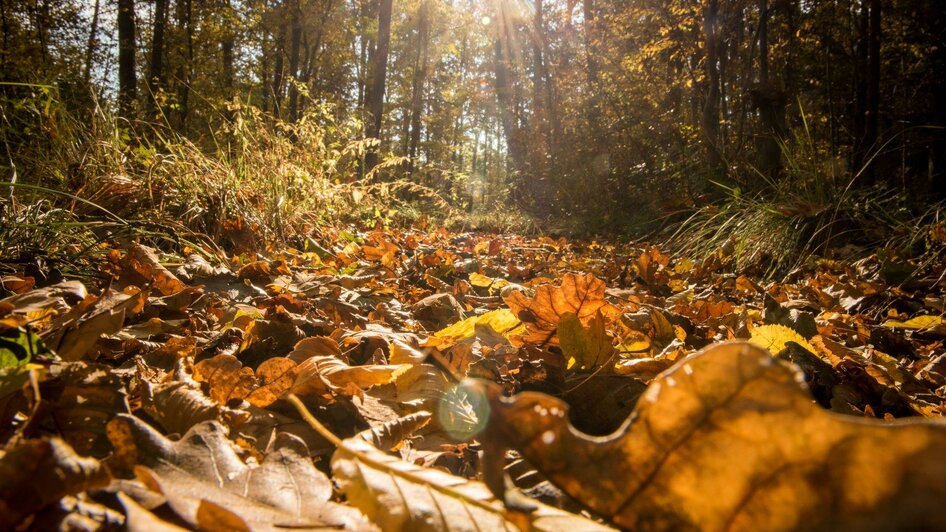 Herbstlicher Wald in Bad Blumau | © Kurkommission Bad Blumau