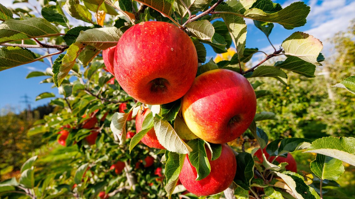 Obst und Weinbau Grillbauer_Rote Äpfel | © TV Region Graz-Harry Schiffer